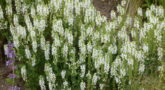 Salvia,Nemorosa,'adrian'