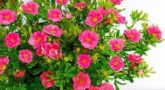 potentilla-fruticosa-pink-paradise