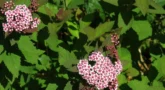 spiraea_japonica_sparkli