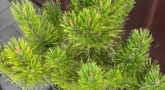 full_pinus-mugo-golden-glow-1x1